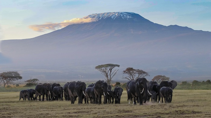 ケニアの大自然